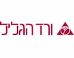 ורד הגליל